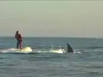 sharkmain.webp sharkmain.webp