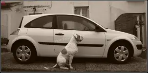 megane.dci.dog.webp