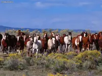 polo+horses+Herd_of_Horses.webp