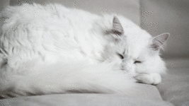 5734913851-bfe7ed01f6-o316848455.gif