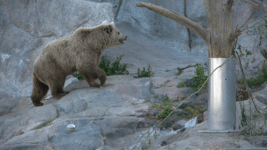 5874509078-fc3699f7ea-o-d603256293.gif