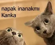 jF3ZuVQT54qIuglQG25plEECOiMooq3JCe_Fd9aWToNPzOcp-w.webp