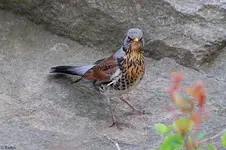 710_4.webp