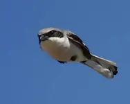 710_5.webp