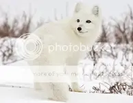 arctic-fox-canada.webp