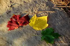 AutumnLeaves-CanadaOntario-780849.webp