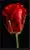 g%C3%BCl(1).webp