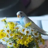 aliasili